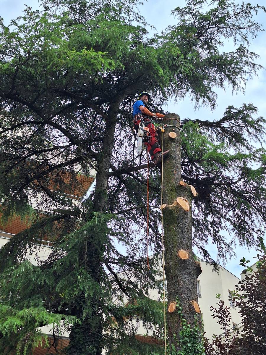 Quelles autorisations pour abattre un arbre à Vienne 38 Isère