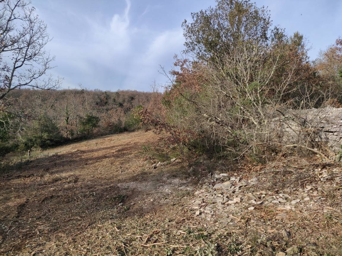 Rognage de souche d'arbre tarif Lyon 69 Rhône