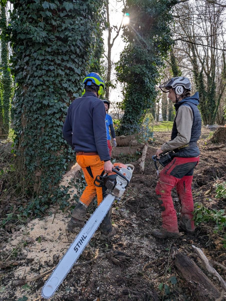 Devis travaux de bucheronnage par un professionnel à Lyon 69 Rhône