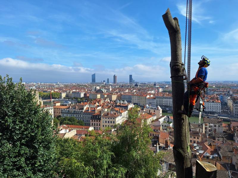 Élagage & Abattage d’Arbres à Lyon – Intervention Sécurisée & Professionnelle | GOWILD