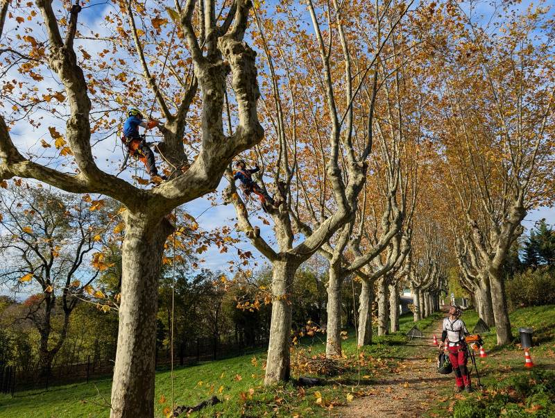Entretien de Patrimoine Arboré : Sécurité et Restauration des Platanes Historiques près de Lyon
