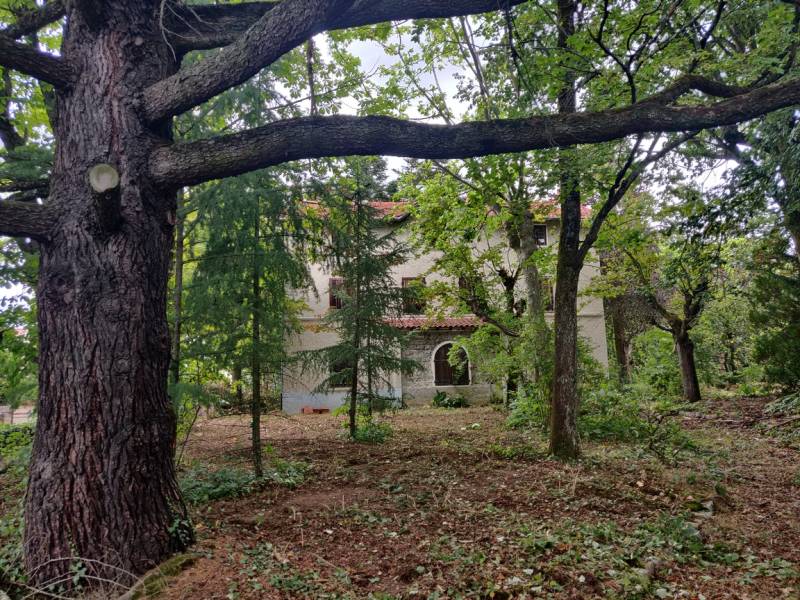Débroussaillage avant abattage d'arbres à Chaponost proche de Lyon