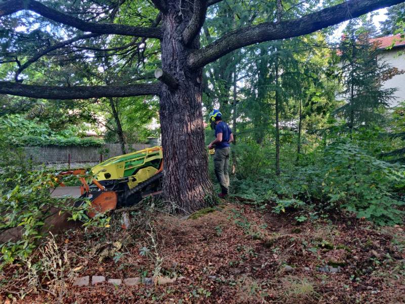 Débroussaillage avant abattage d'arbres à Chaponost proche de Lyon