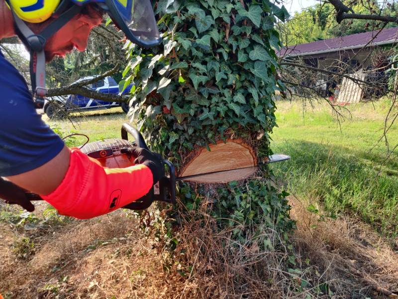 Comment abattre un arbre dangereux proche d'une maison à Saint-Didier-au-Mont-d'Or