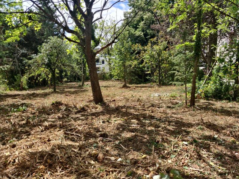 Débroussaillage avant abattage d'arbres à Chaponost proche de Lyon