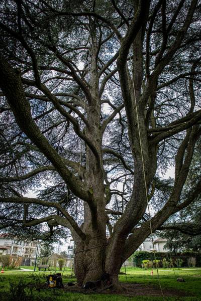 Intervention en grimpe sur cèdre centenaire — suppression bois mort, branches encroûées et haubanage. Parc public, agglomération lyonnaise