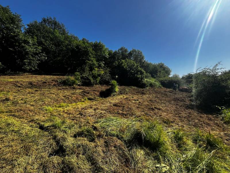 Parcelle de 3 500 m² en cours de reprise à Limonest (Monts d'Or) — zone broyée à gauche, friche initiale à droite. Débroussaillage par robot de pente, GOWILD Élagage.