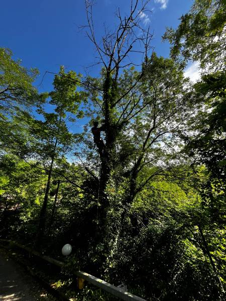 Abattage d'arbres morts : sécurisation d'un parc d'entreprises à Dardilly