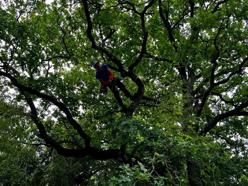 Nettoyage du bois mort d'un grand chêne : taille d'entretien et de sécurisation à Écully