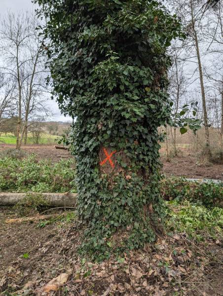 Abattage dirigé au treuil : Sécurisation d'une allée passante bordée de peupliers
