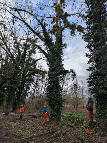 Abattage dirigé au treuil : Sécurisation d'une allée passante bordée de peupliers