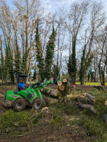 Abattage dirigé au treuil : Sécurisation d'une allée passante bordée de peupliers