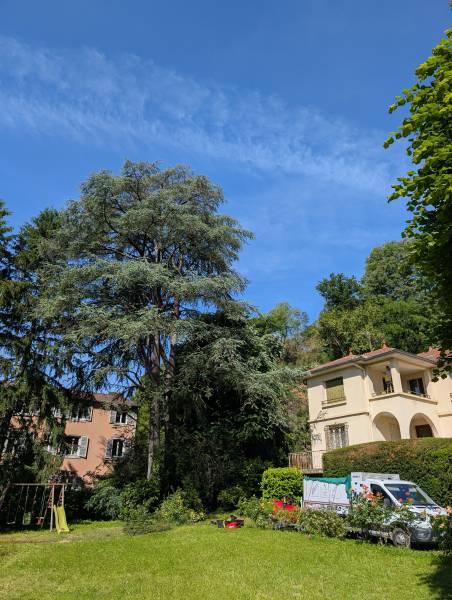 Un Cèdre de l'Atlas centenaire sécurisé à Vaise : taille d'éclaircie et haubanage dynamique en cœur de Lyon 9ᵉ