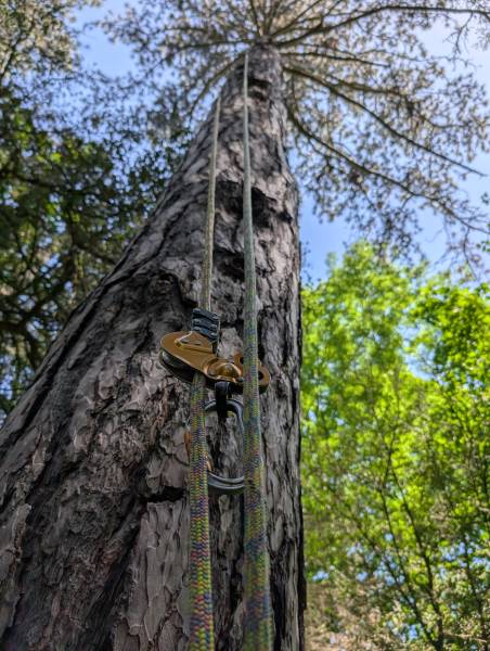 Récupération de drone dans un arbre – Lyon et Rhône