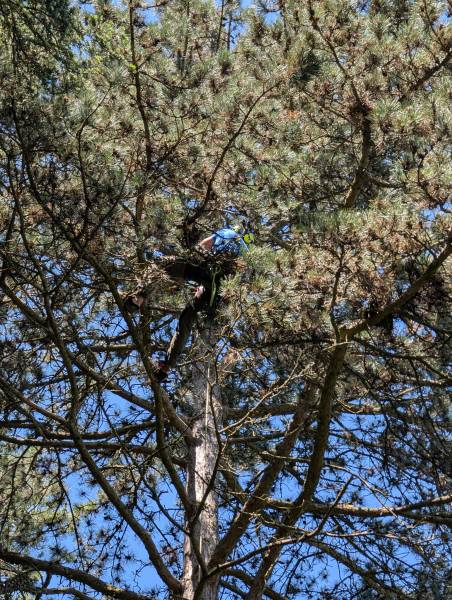 Récupération de drone dans un arbre – Lyon et Rhône