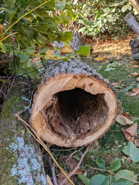 Diagnostic d’arbre à Écully et dans les Monts d’Or : la méthode VTA et le résistographe