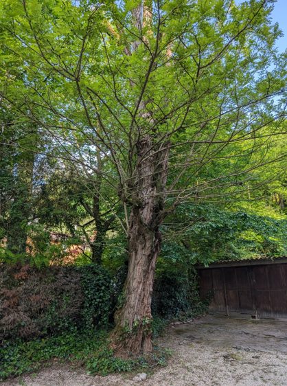 Diagnostic VTA d'un robinier en descente de cime : lecture systémique d'un arbre en fin de fonctionnalité