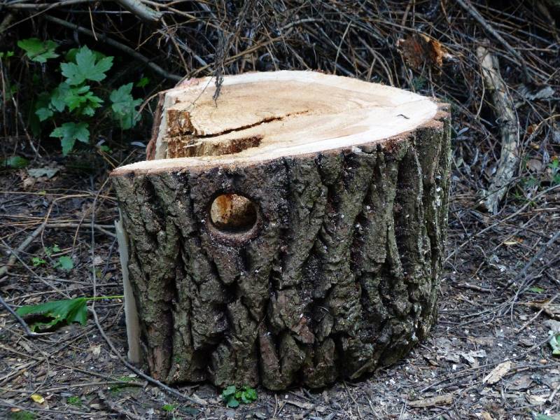 Elagage d'un arbre dans une copropriété à Saint Cyr au Mont d'Or proche de Lyon