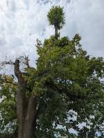 Notre zone d'activité pour ce service Entreprise de travaux forestier pour dessouchage