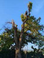 Notre zone d'activité pour ce service Prix pour abattre un arbre mort par un professionnel à