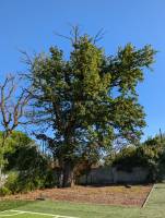 Notre zone d'activité pour ce service Rognage de souche d'arbre tarif